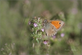 <p>OKÁČ POHÁŇKOVÝ (Coenonympha pamphilus) ---- /Small heath - Kleines Wiesenvögelchen/</p>